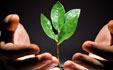 growth-and-recovery-dreamstime