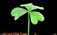 shamrock-th