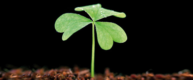 shamrock